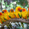 Brazil Destination Spotlight - Amazon