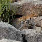 The Leopards and Shepherds of Jawai