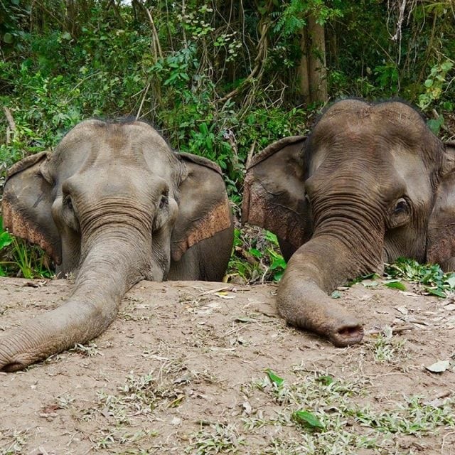 Lejos de los sitios turísticos: Experiencia ética con elefantes en Laos