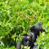Uganda Gorilla Extension - 2024