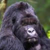Rwanda Gorilla Extension - 2024