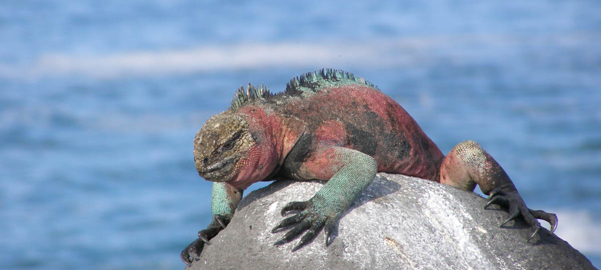Wonders of Galapagos and Peru
