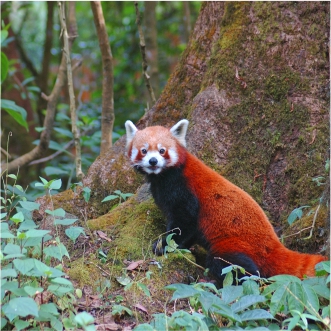 Red Pandas in Singalila National Park