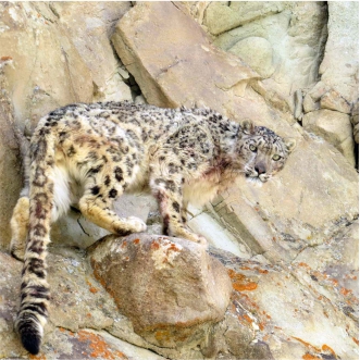 Snow Leopards in Ulley, Ladakh